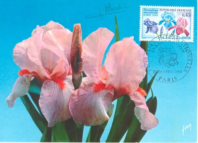 Carte maximum Floralies #4