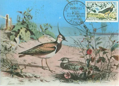 Apercu de la collection Nature