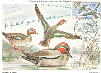 Carte maximum Nature et Environnement #5